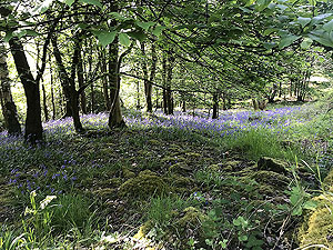 Cocksburn reservoir loop. Spring and the bluebells are out. Welcome to Scotland