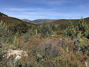 Lairig Grhu hill race.