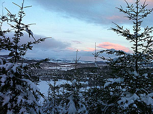 The Fungle. Image from The Fungle