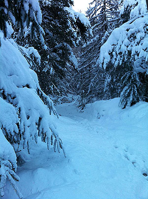 The Fungle. Image from The Fungle