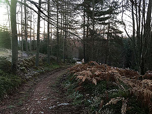 The Fungle. Image from The Fungle