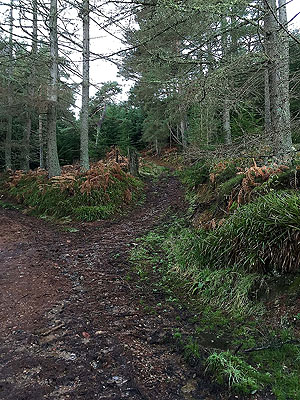 The Fungle. Image from The Fungle