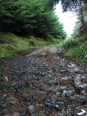 The Fungle. Image from The Fungle