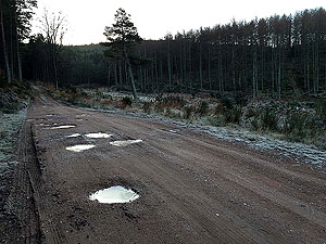 The Fungle. Image from The Fungle