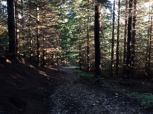 The Fungle. Image from The Fungle