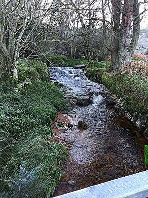 The Fungle. Image from The Fungle