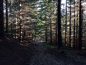 The Fungle. Image from The Fungle