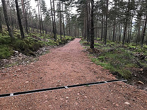 The Fungle. Image from The Fungle