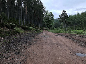 The Fungle. Image from The Fungle