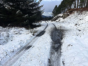 Queen Elizabeth forest park.