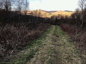 Glen Devon - Geordies wood