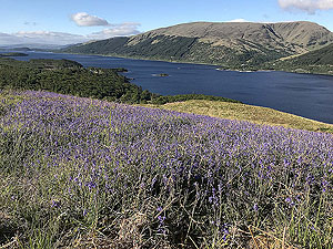 Ben Lomond. Scottish bluebells