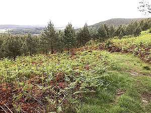 Firmounth. Looking back down the path