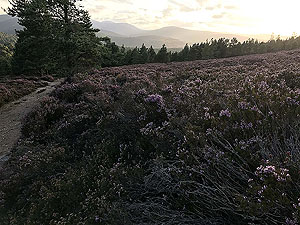 Firmounth. Lovely and peaceful