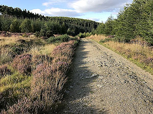 Pitfitchie loop. Path leading to standing stones, looking from stones