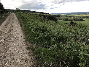 Pitfitchie loop. Trees on one side, open country on the other
