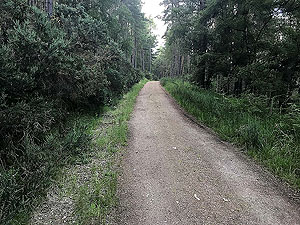 Pitfitchie loop. Forest path round the hill
