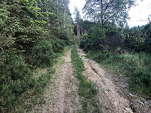 Pitfitchie loop. Road starting to become more of an uphill trail