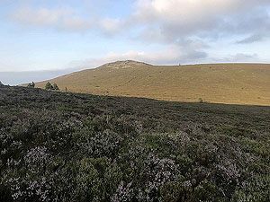 Bennachie. View across the heather