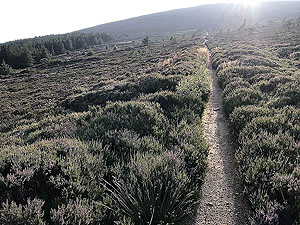 Bennachie. Through the heather