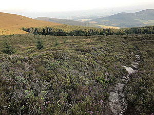 Bennachie. Looking back on the small trail path