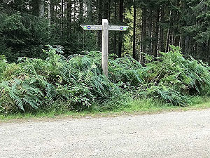 Scolty hill and more. First marker for the Deeeside way