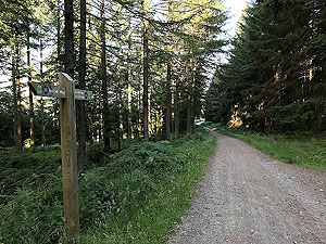 Scolty hill and more. Dirt roads and trees