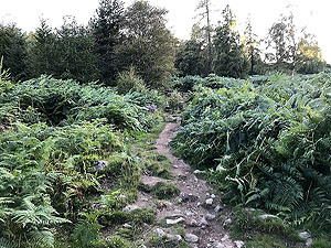 Scolty hill and more. Path is quite narrow in parts but good quality