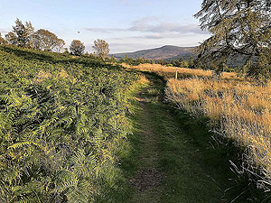 Scolty hill and more. Good running paths with gentle slopes