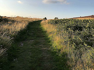 Scolty hill and more. Nice grassy part of the path