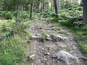 Scolty hill and more. Path becomes more of a trail on the up