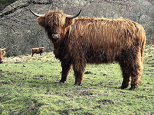 Killin - Lochan Breaclaich. Standing close by to the road