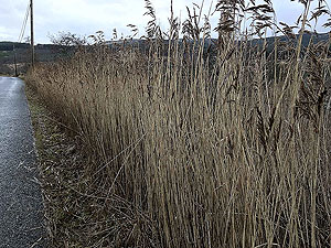 Killin - Lochan Breaclaich. This was us trying to be artistic. Getting near the end of the run.