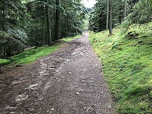 Clachnaben loop. Forest trail out of the car park