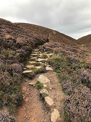 Clachnaben loop. Flies and midges at the wrong time of year