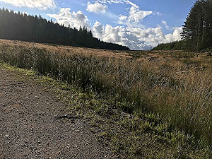 Durris Loop. Open section