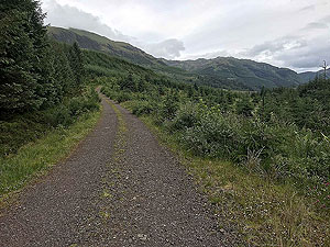 Meall Liath. Forest section