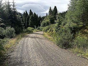 Kinlochard 5 lochs. Back into the trees