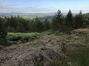 Aboyne games hill run. Looking down Deeside