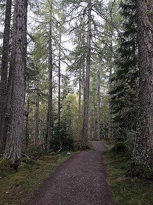 Plodda falls. Image from Plodda falls