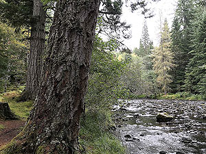 Plodda falls. Beside the river