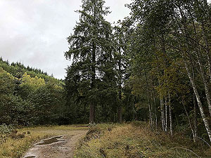 Plodda falls. Moving away from the river