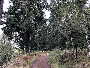 Plodda falls. Image from Plodda falls