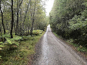 Glen Affric. First part of the forest road after the car park