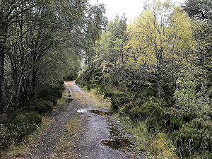 Glen Affric. With the odd glimpse of the loch
