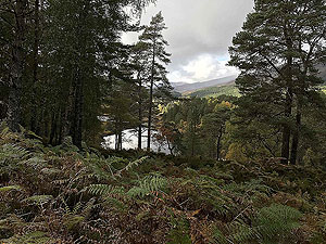 Coire an Loch loop. The loch through the trees