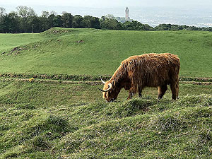 Sheriffmuir loop. Wallace monument with cow