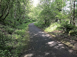Sheriffmuir loop. Nice section in the trees