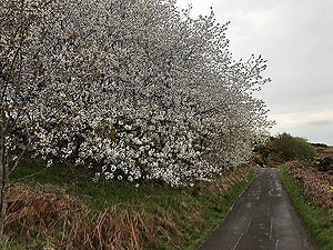 Sheriffmuir loop. Spring time