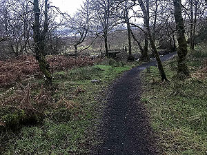 Run Ben Bouie loop. : Trail section after the burn
